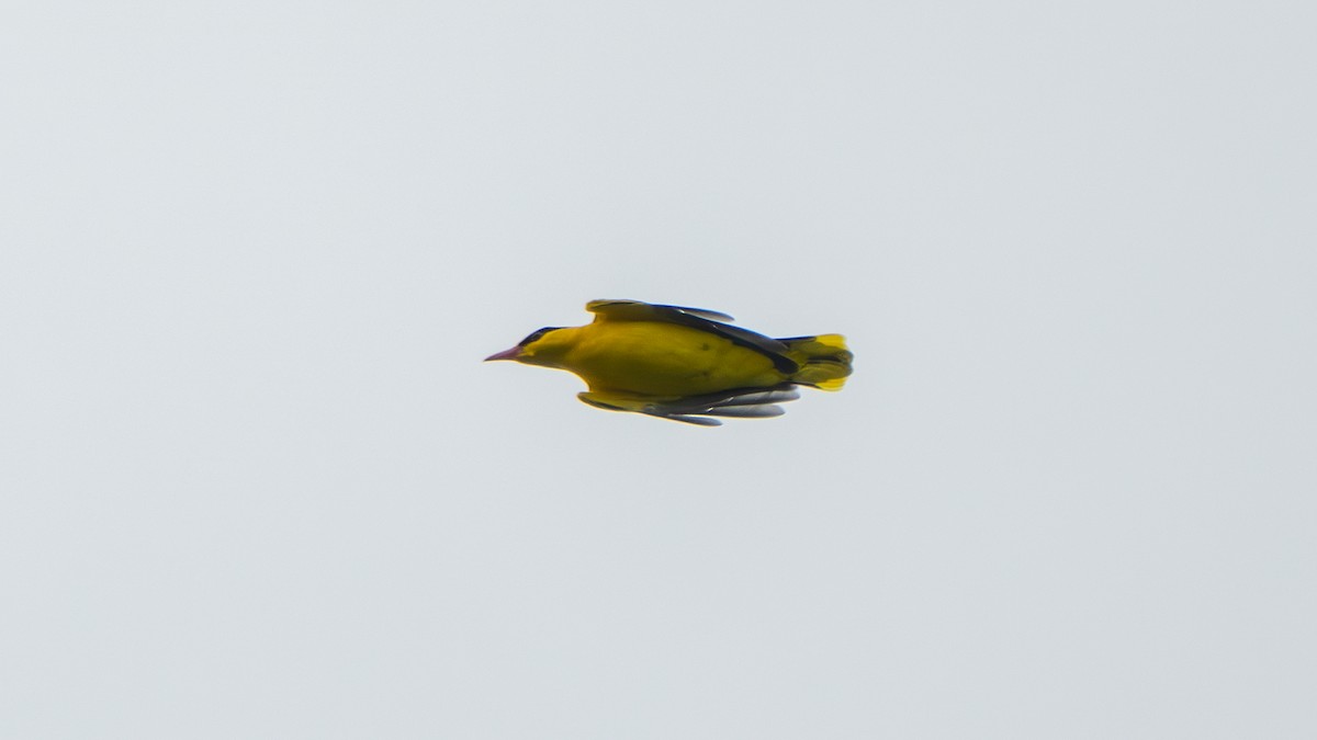 Black-naped Oriole (East Asian) - ML642798602