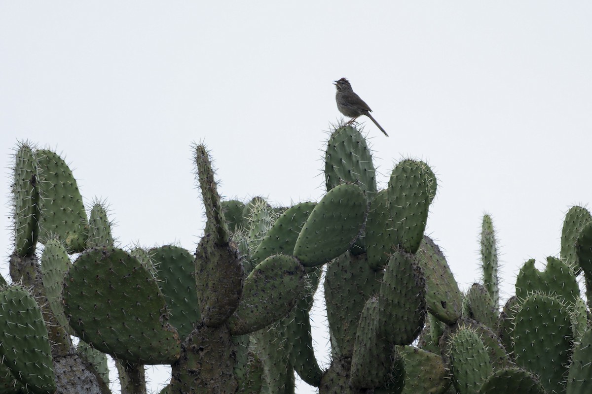 Rufous-crowned Sparrow - ML642798606