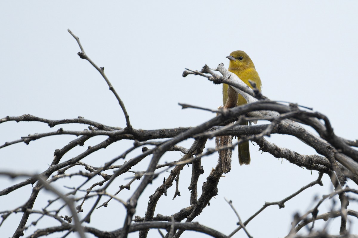 Hooded Oriole - ML642798610