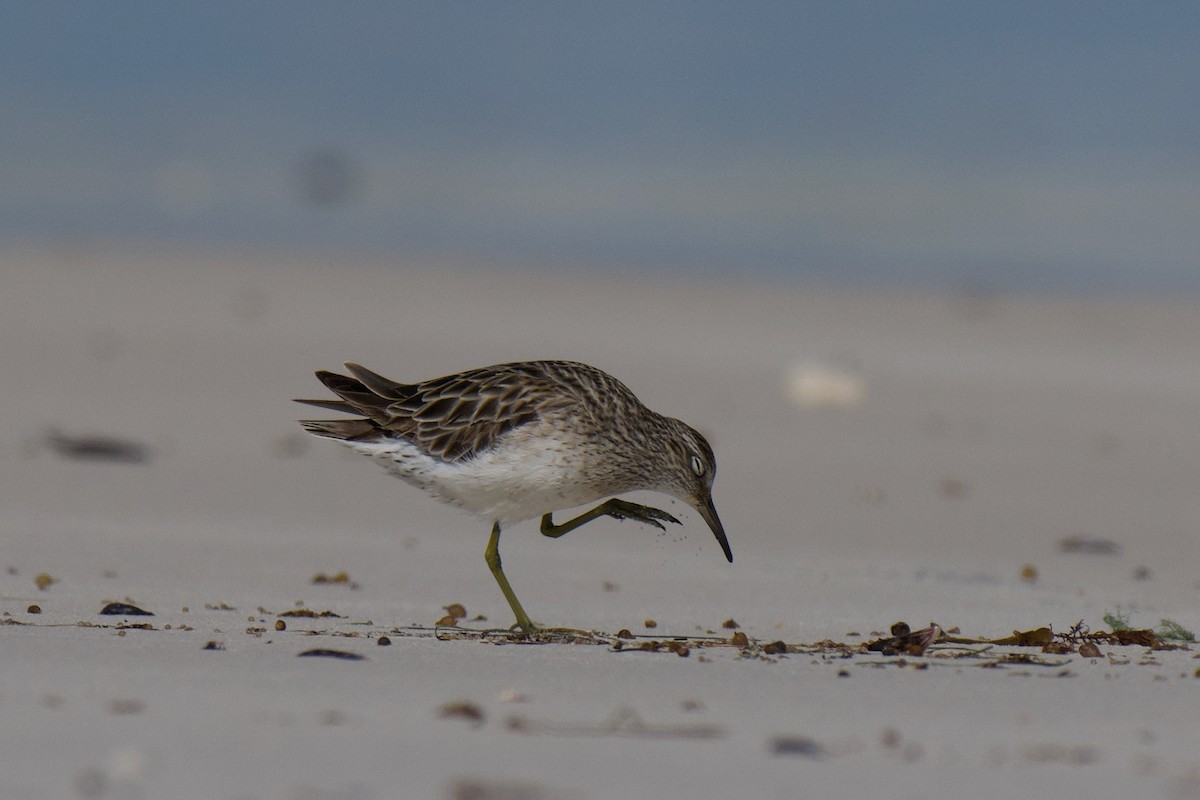 Sharp-tailed Sandpiper - ML642798620
