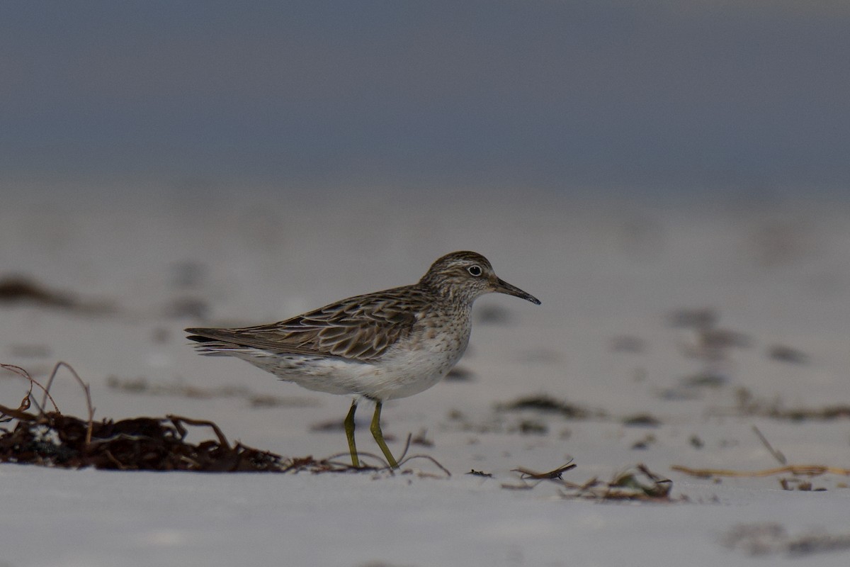Sharp-tailed Sandpiper - ML642798634
