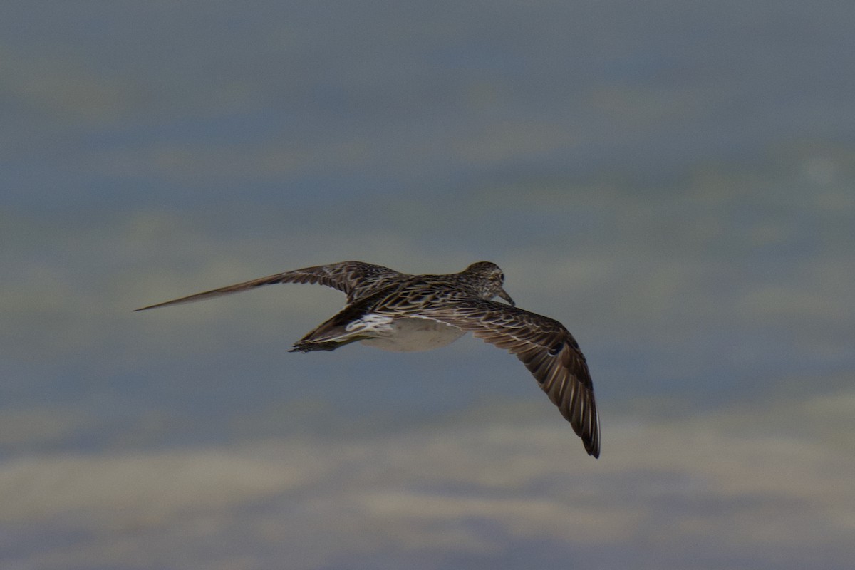 Sharp-tailed Sandpiper - ML642798636