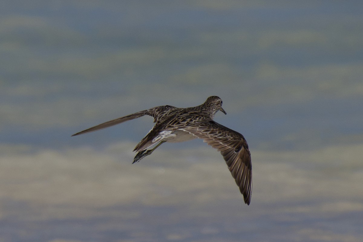Sharp-tailed Sandpiper - ML642798637