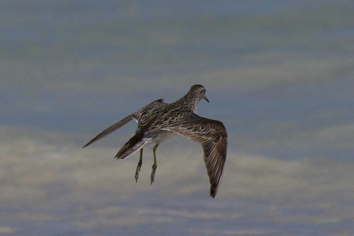 Sharp-tailed Sandpiper - ML642798638