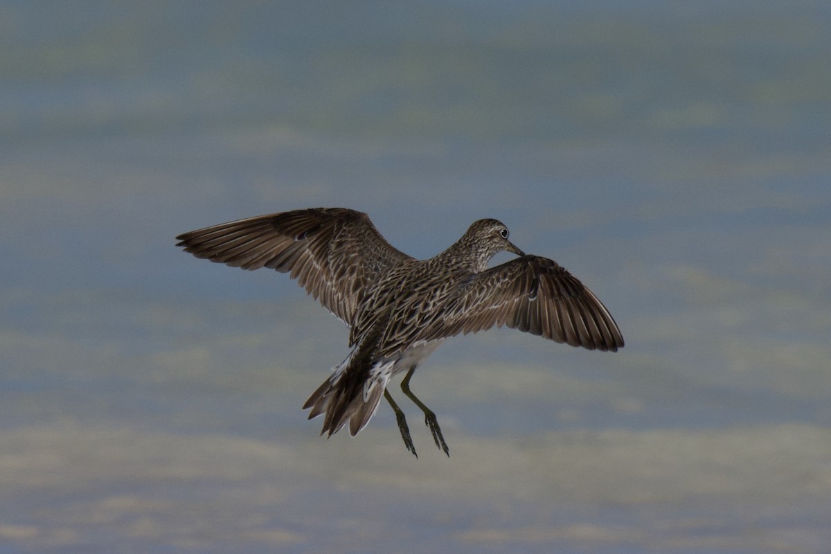 Sharp-tailed Sandpiper - ML642798642