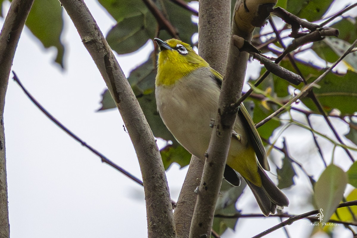 Swinhoe's White-eye - ML642798645