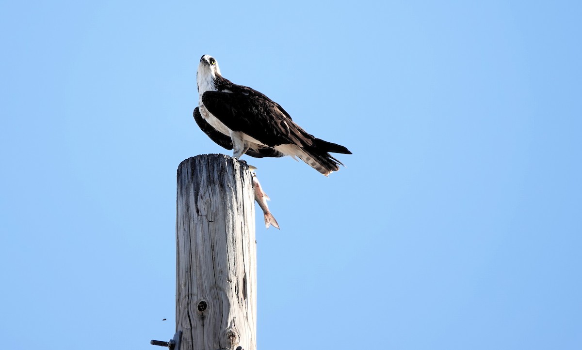 Osprey - ML642798646