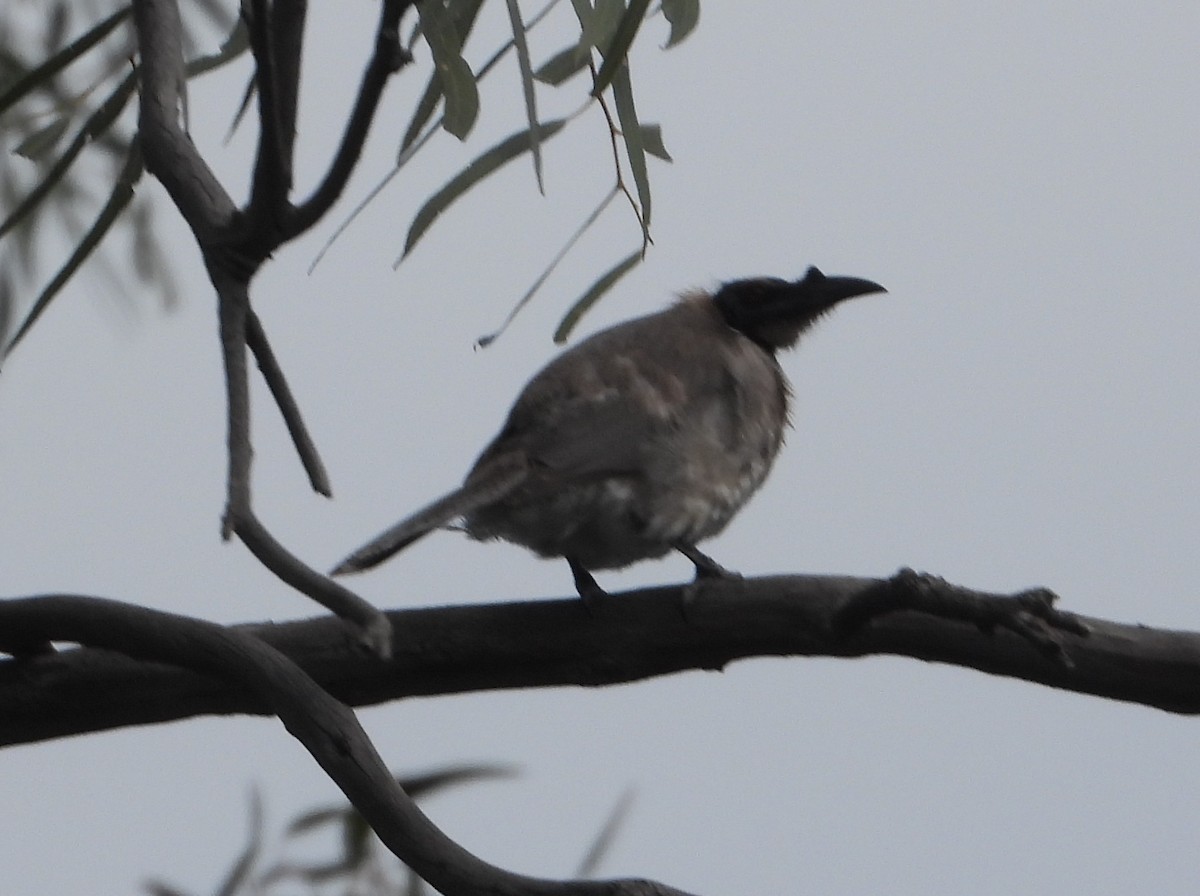 Noisy Friarbird - ML642798659