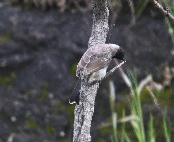 bulbul šupinkový - ML642798660