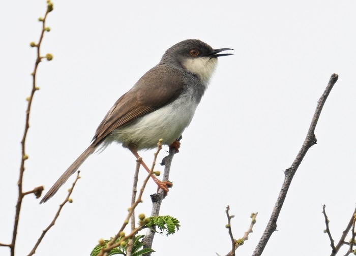 Gray-breasted Prinia - ML642798664
