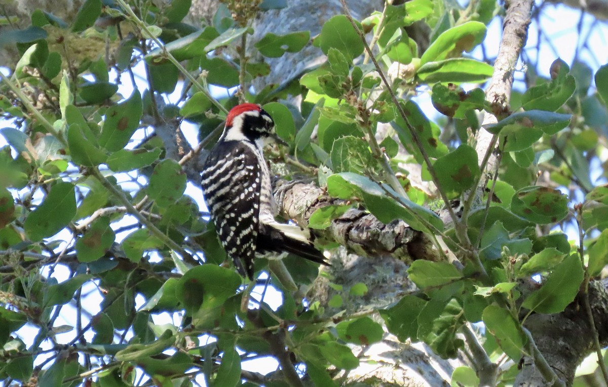 Nuttall's Woodpecker - ML642798665