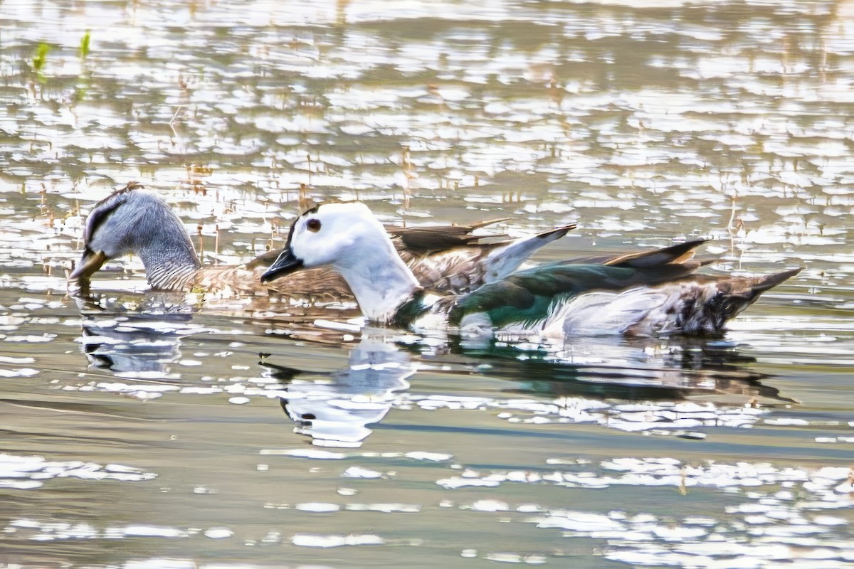 Cotton Pygmy-Goose - ML642798668