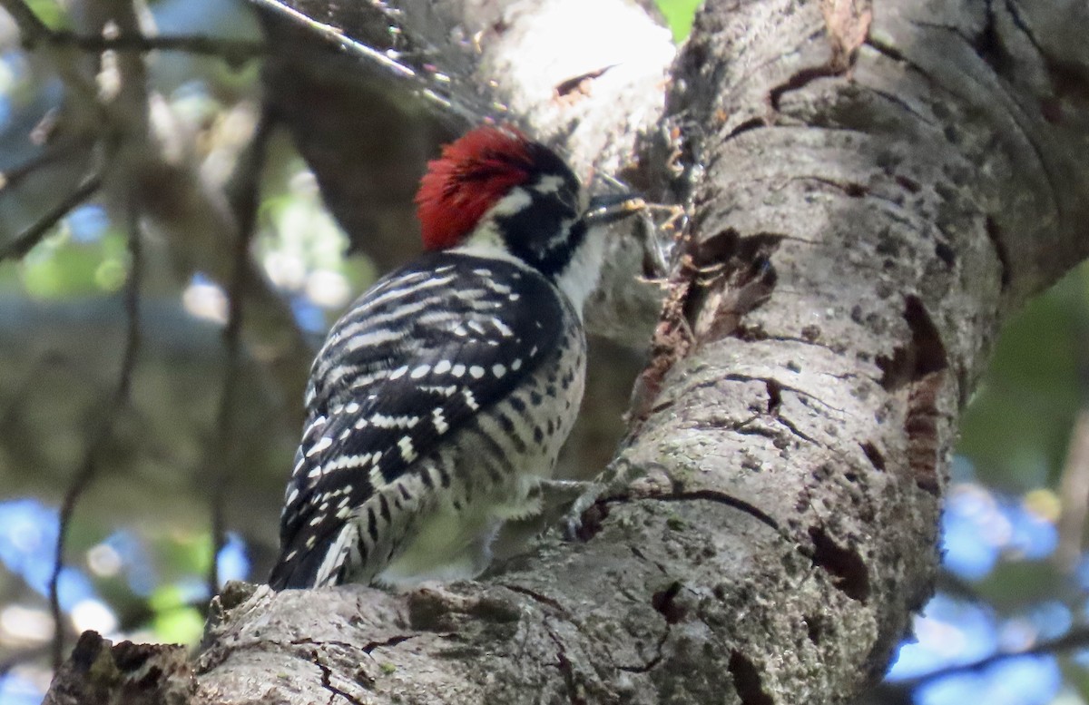 Nuttall's Woodpecker - ML642798669