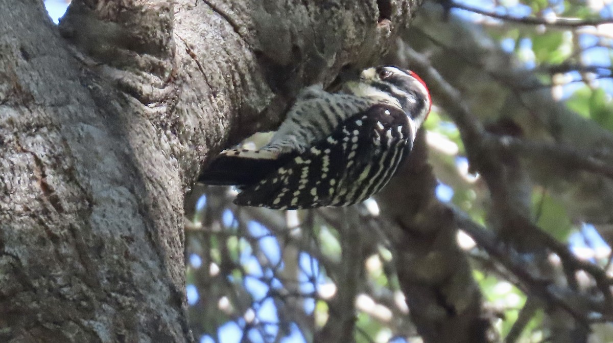 Nuttall's Woodpecker - ML642798670