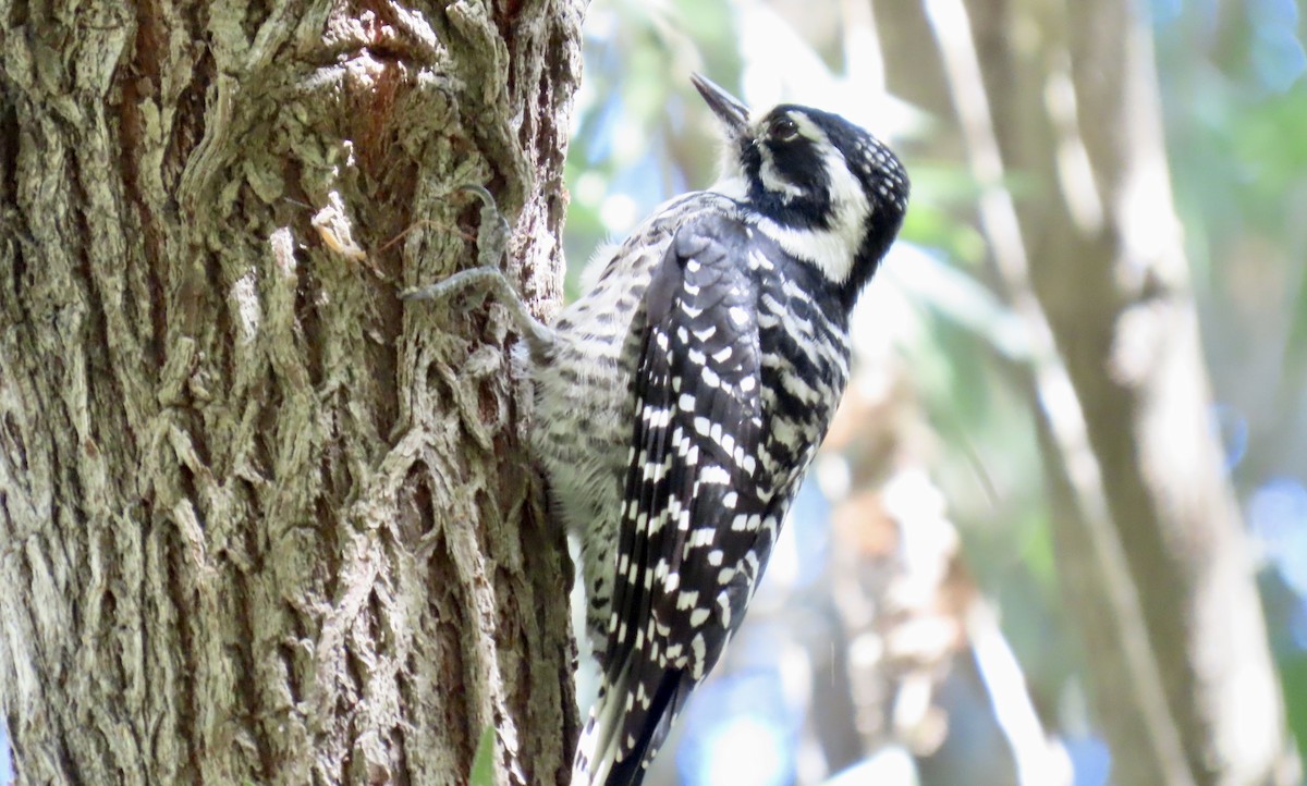 Nuttall's Woodpecker - ML642798674