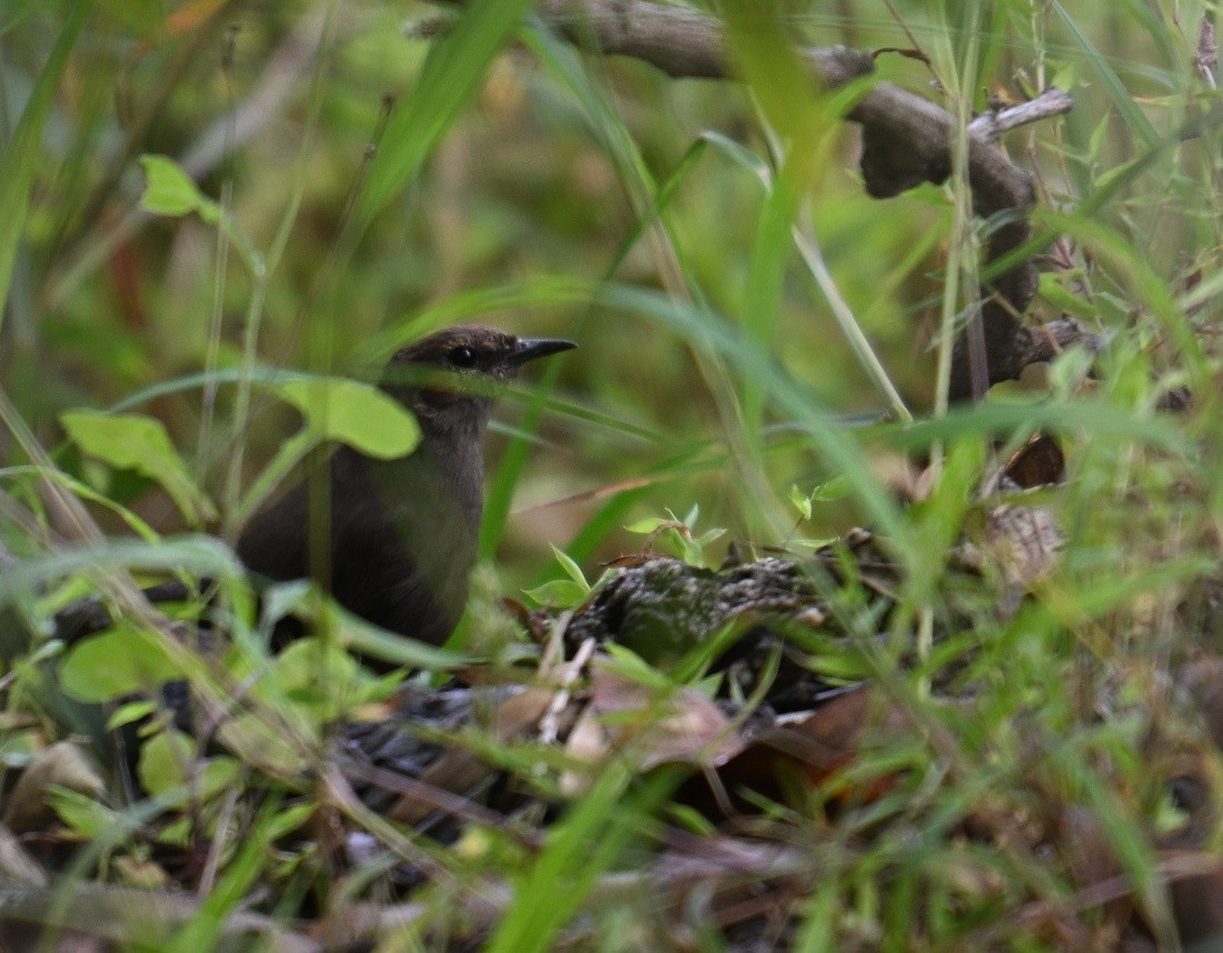 Indian Robin - ML642798675