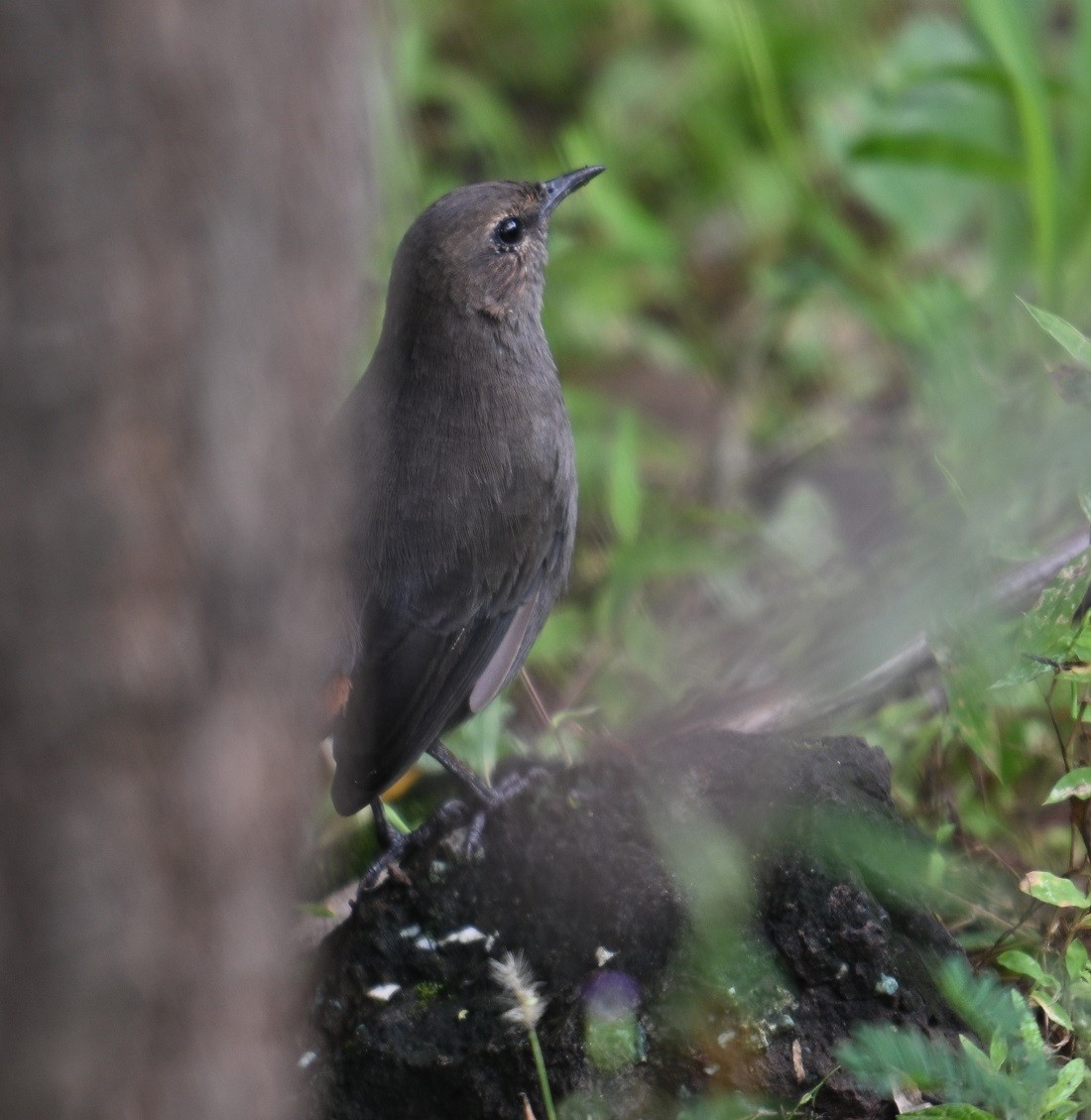 Indian Robin - ML642798676