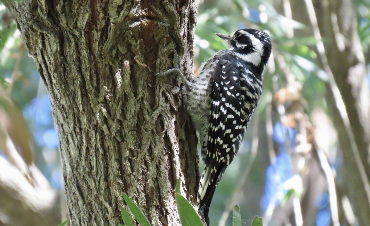 Nuttall's Woodpecker - ML642798677