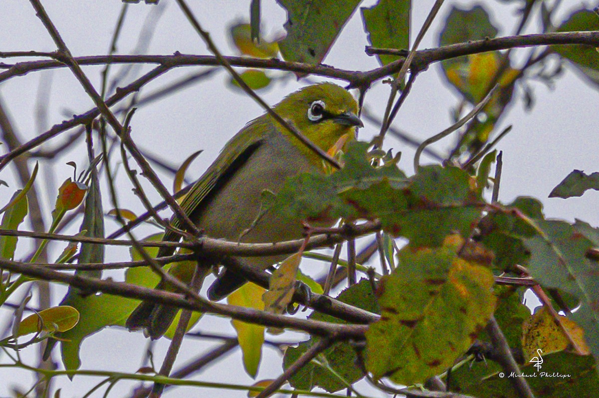 Swinhoe's White-eye - ML642798678