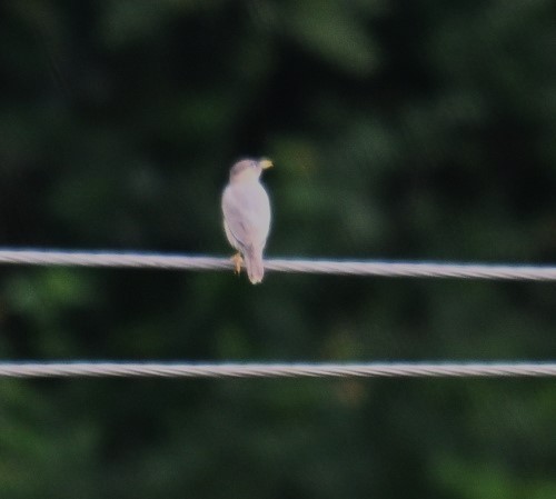 Brahminy Starling - ML642798685