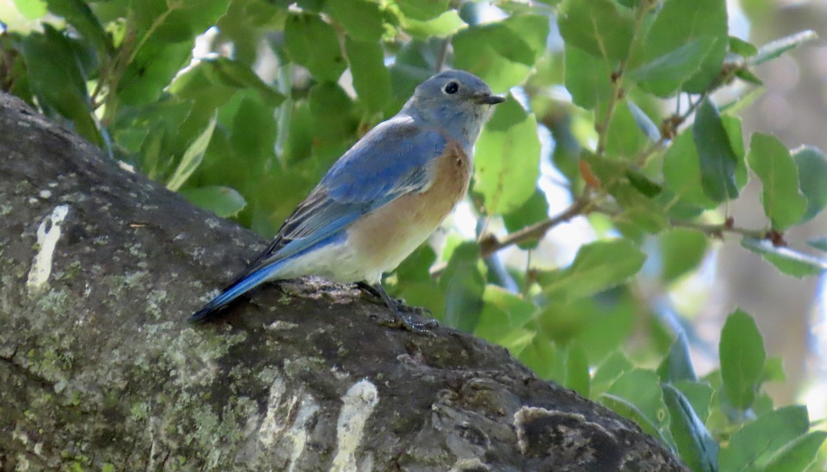 Western Bluebird - ML642798690