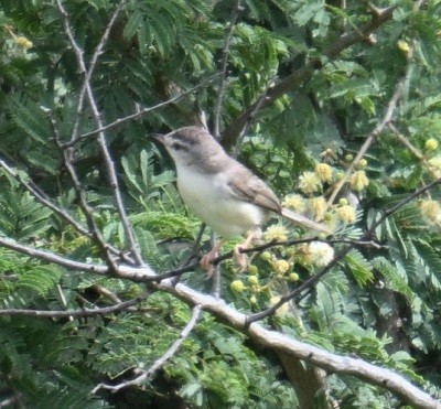 Prinia Sencilla - ML642798691