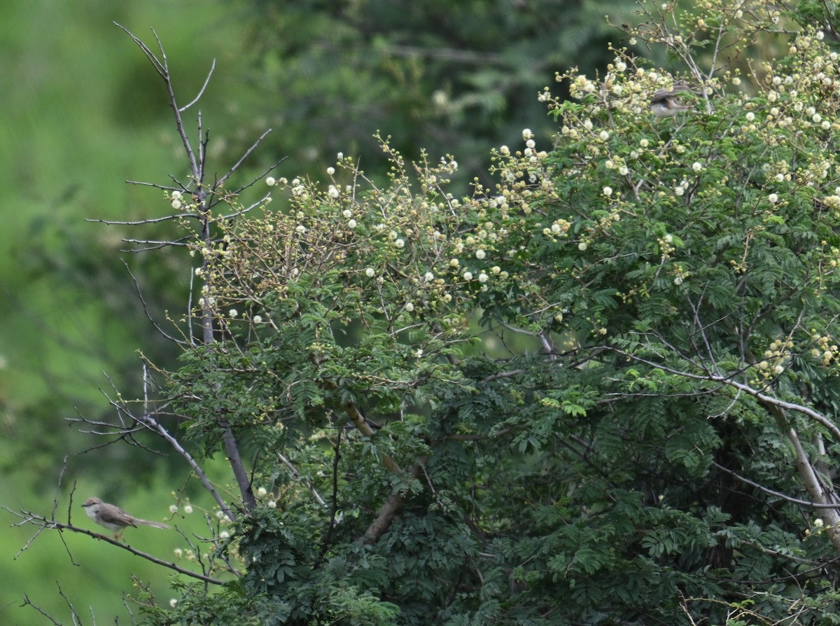 Prinia Sencilla - ML642798692