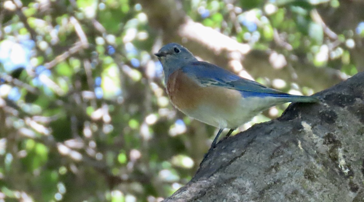 Western Bluebird - ML642798693