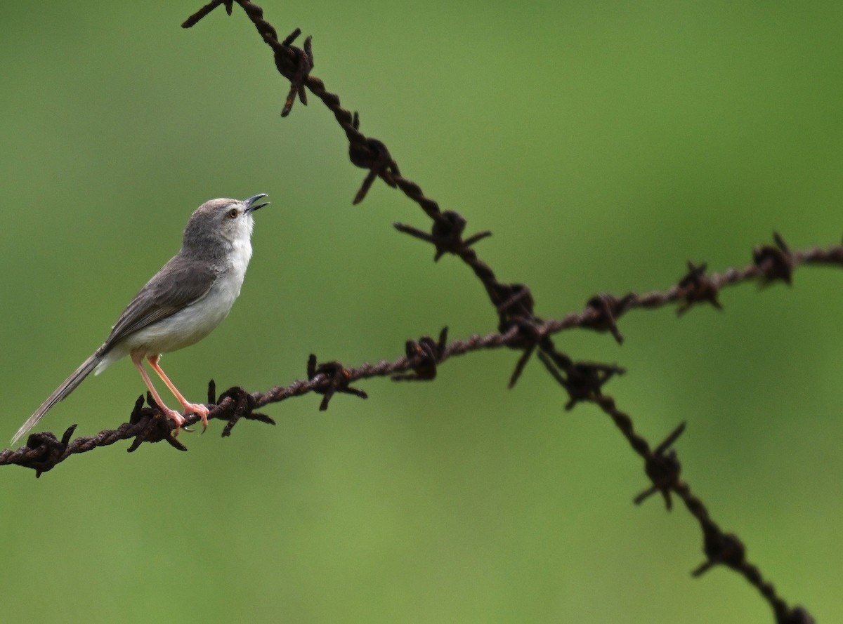 Jungle Prinia - ML642798694