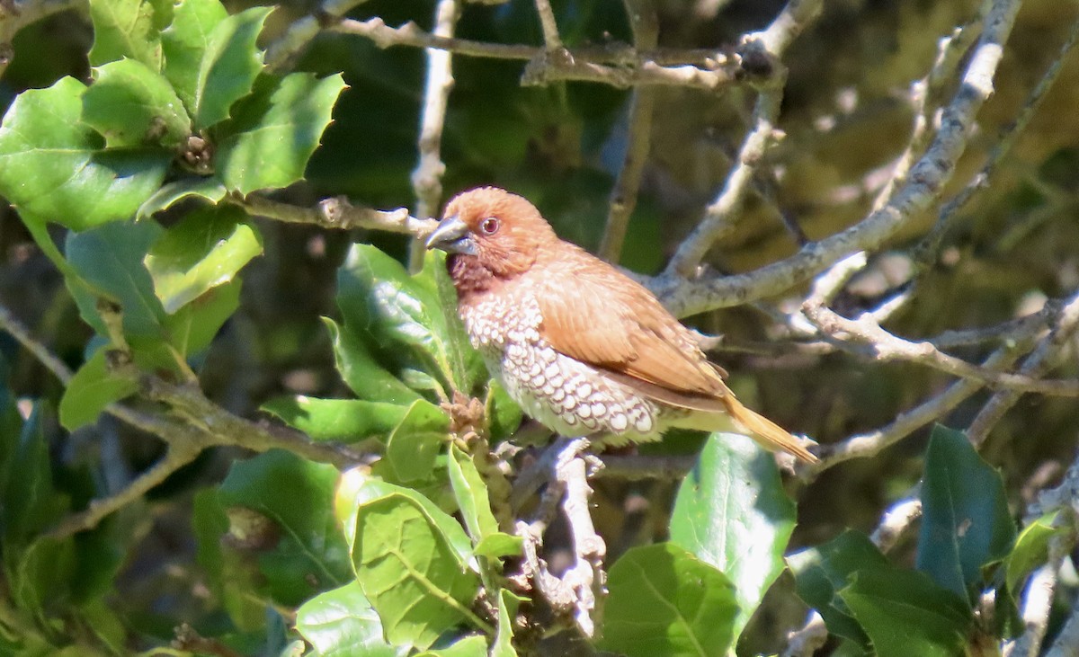 Scaly-breasted Munia - ML642798697
