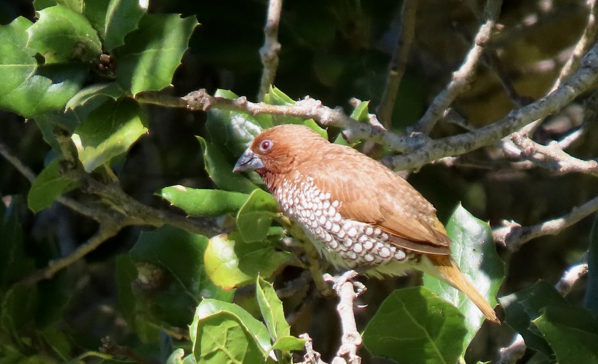 Scaly-breasted Munia - ML642798698