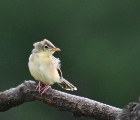 Jungle Prinia - ML642798700