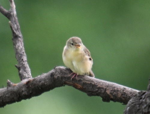 Jungle Prinia - ML642798701