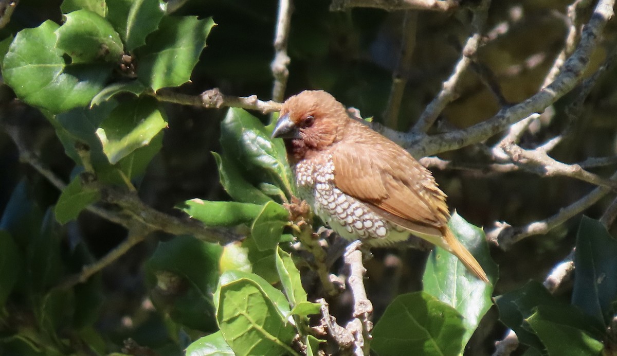 Scaly-breasted Munia - ML642798703