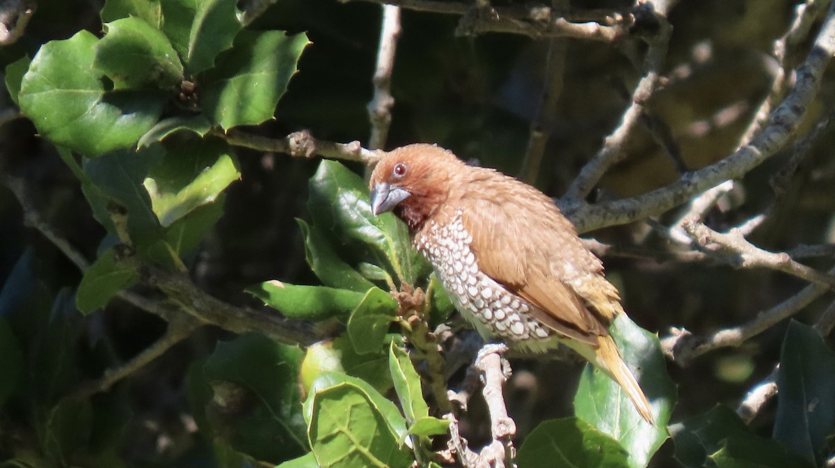 Scaly-breasted Munia - ML642798704