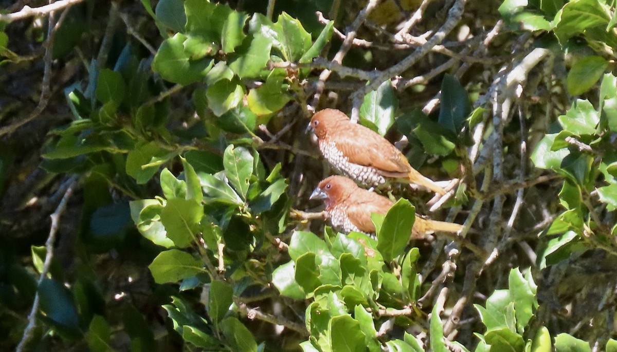 Scaly-breasted Munia - ML642798705