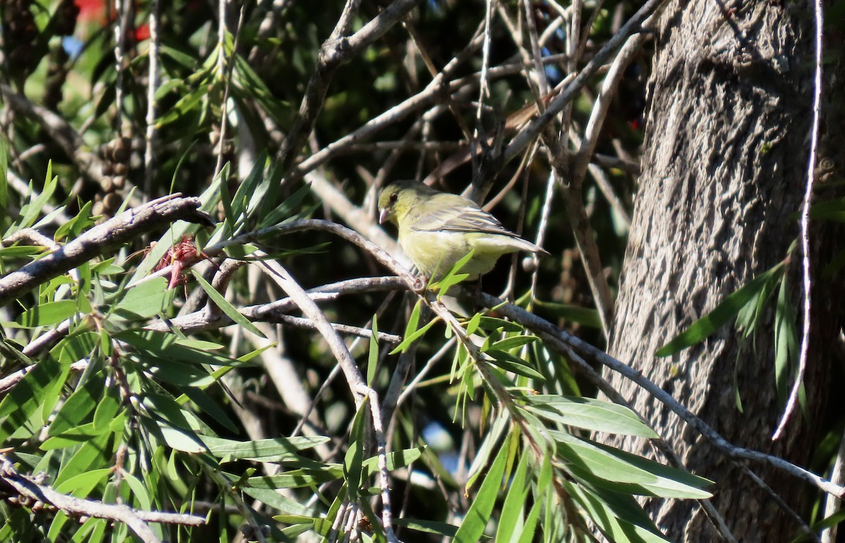 Lesser Goldfinch - ML642798715