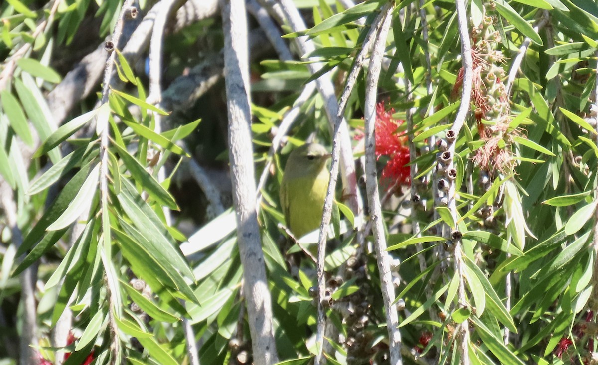 Orange-crowned Warbler - ML642798718
