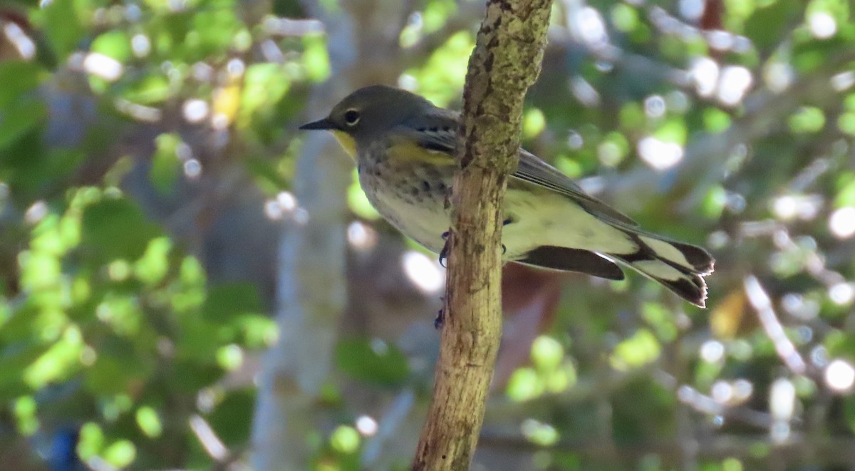 Yellow-rumped Warbler - ML642798719