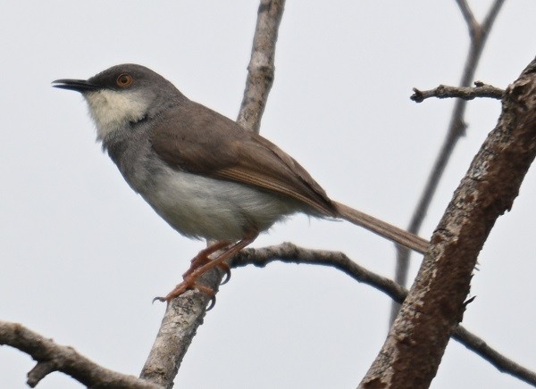 Gray-breasted Prinia - ML642798722