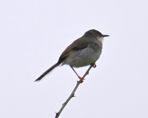 Gray-breasted Prinia - ML642798723