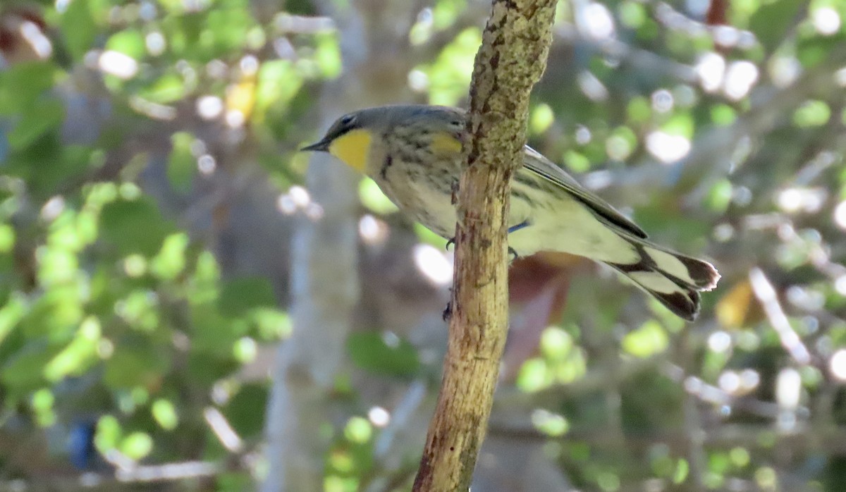 Yellow-rumped Warbler - ML642798724
