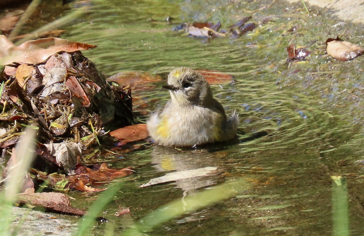Yellow-rumped Warbler - ML642798725