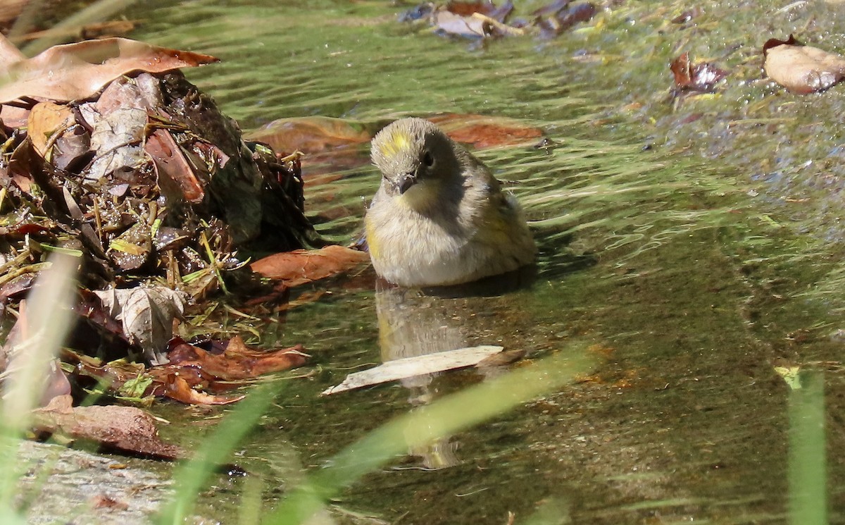 Yellow-rumped Warbler - ML642798729