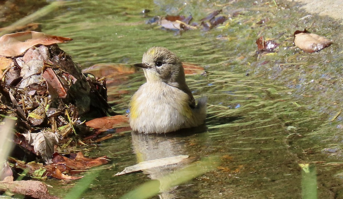 Yellow-rumped Warbler - ML642798731