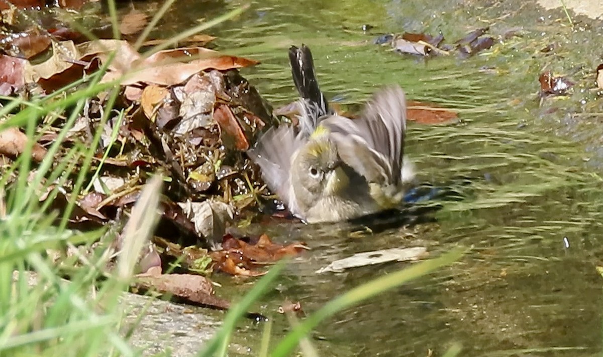 Yellow-rumped Warbler - ML642798732