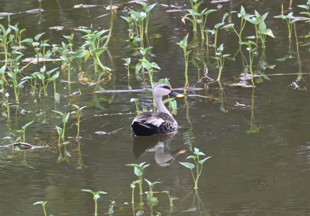 Indian Spot-billed Duck - ML642798733