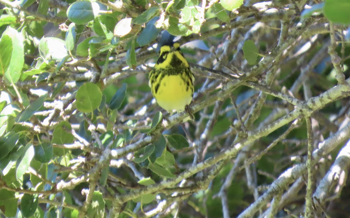 Townsend's Warbler - ML642798738