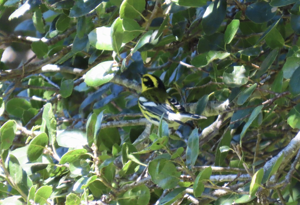 Townsend's Warbler - ML642798739