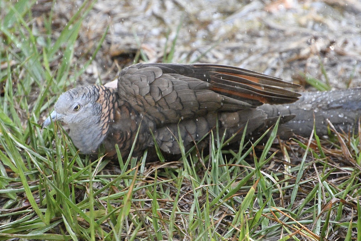Bar-shouldered Dove - ML642798745